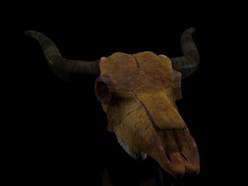 Cow Skull Low-poly 3D model_5