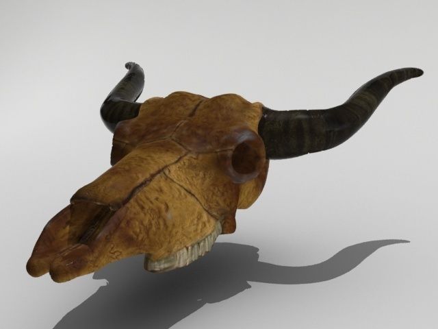 Cow Skull Low-poly 3D model_2