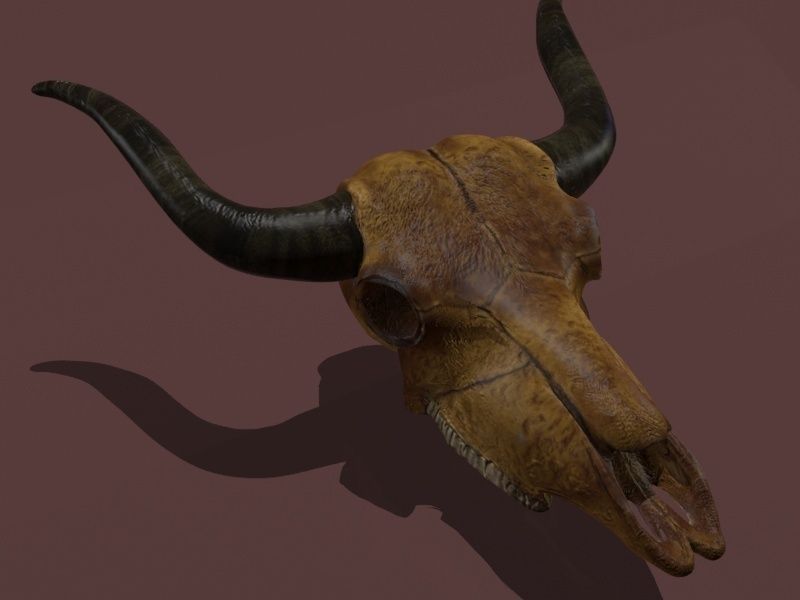 Cow Skull Low-poly 3D model_7