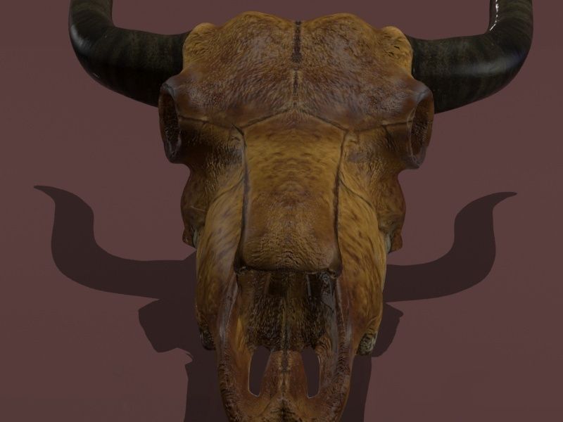 Cow Skull Low-poly 3D model_8