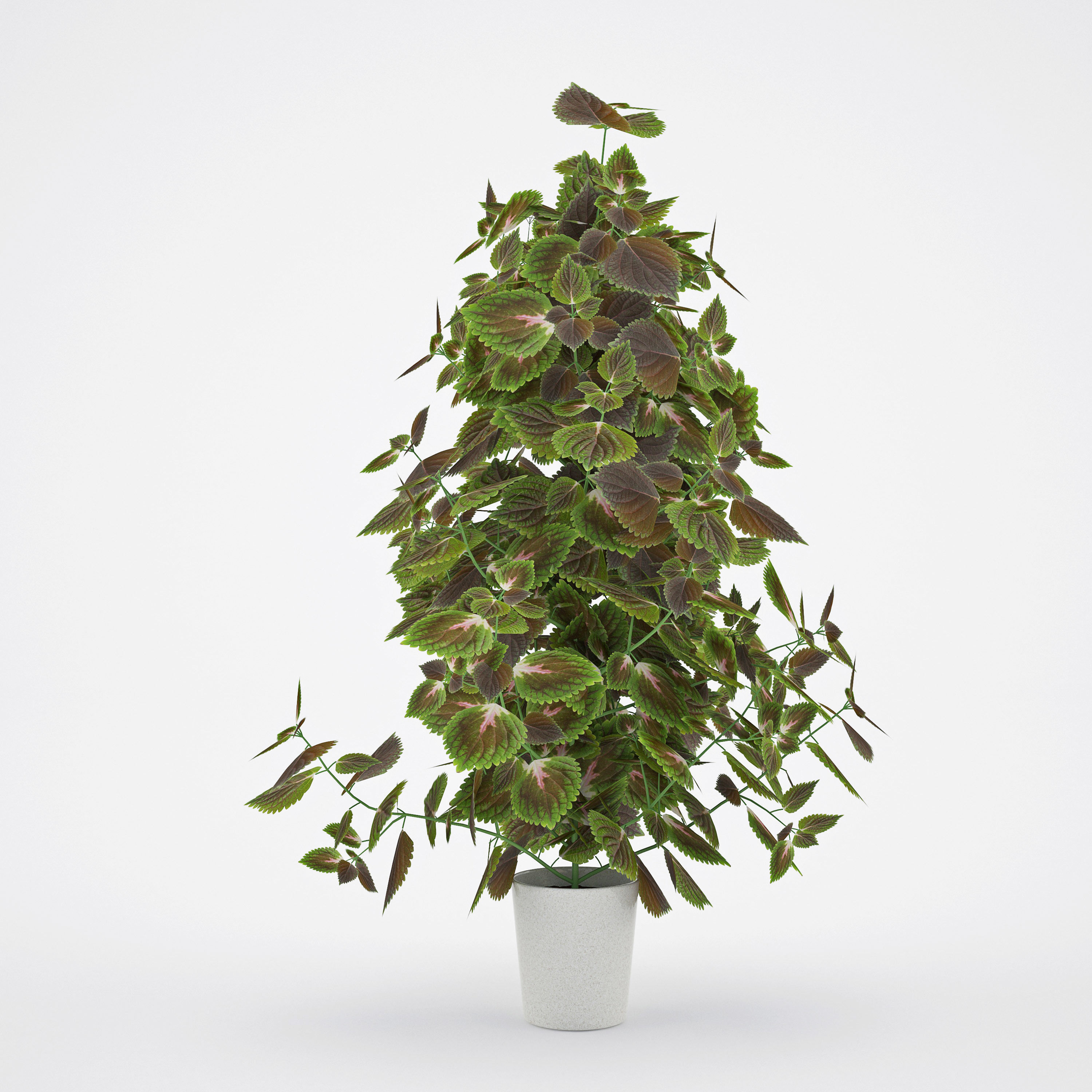 House plant 2  3D model_1