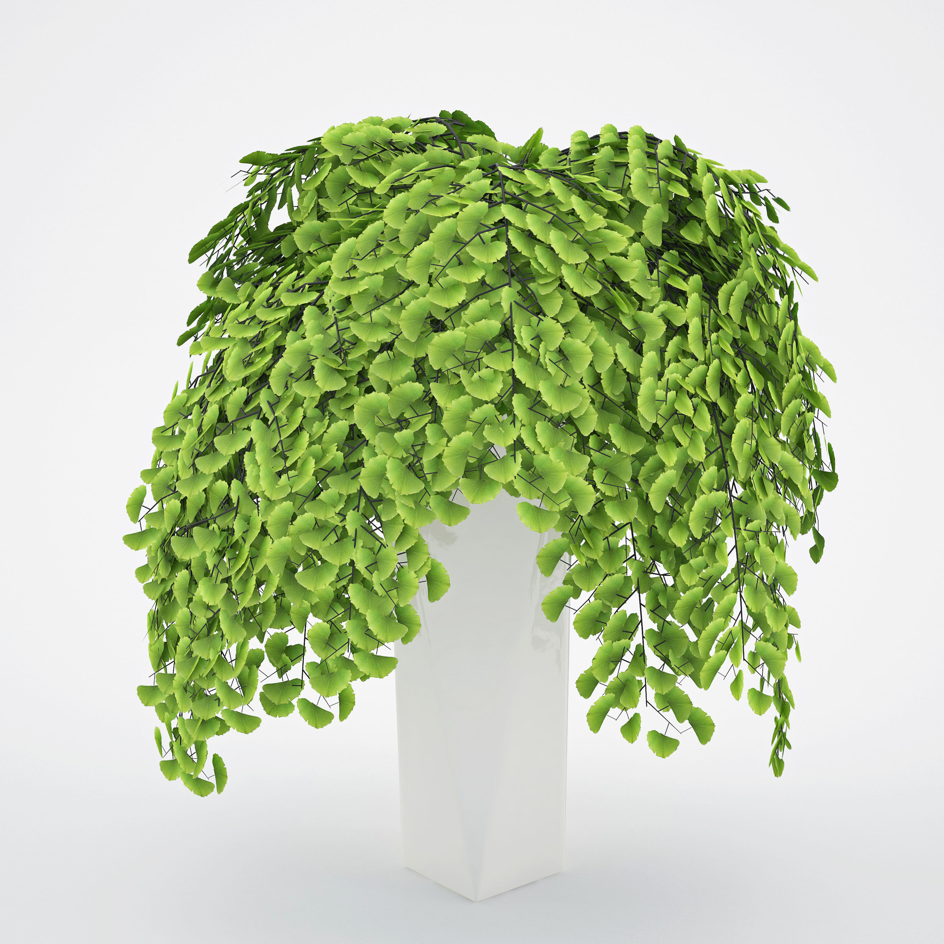 House plant 2  3D model_2