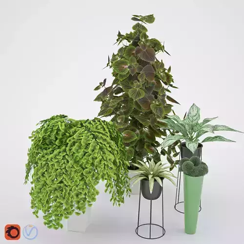 House plant 2  3D model