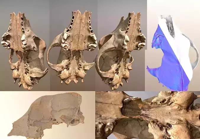 3D scanned photorealistic Broken Skull Low-poly 3D model