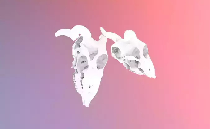 9 low poly scanned animal skulls Low-poly 3D model