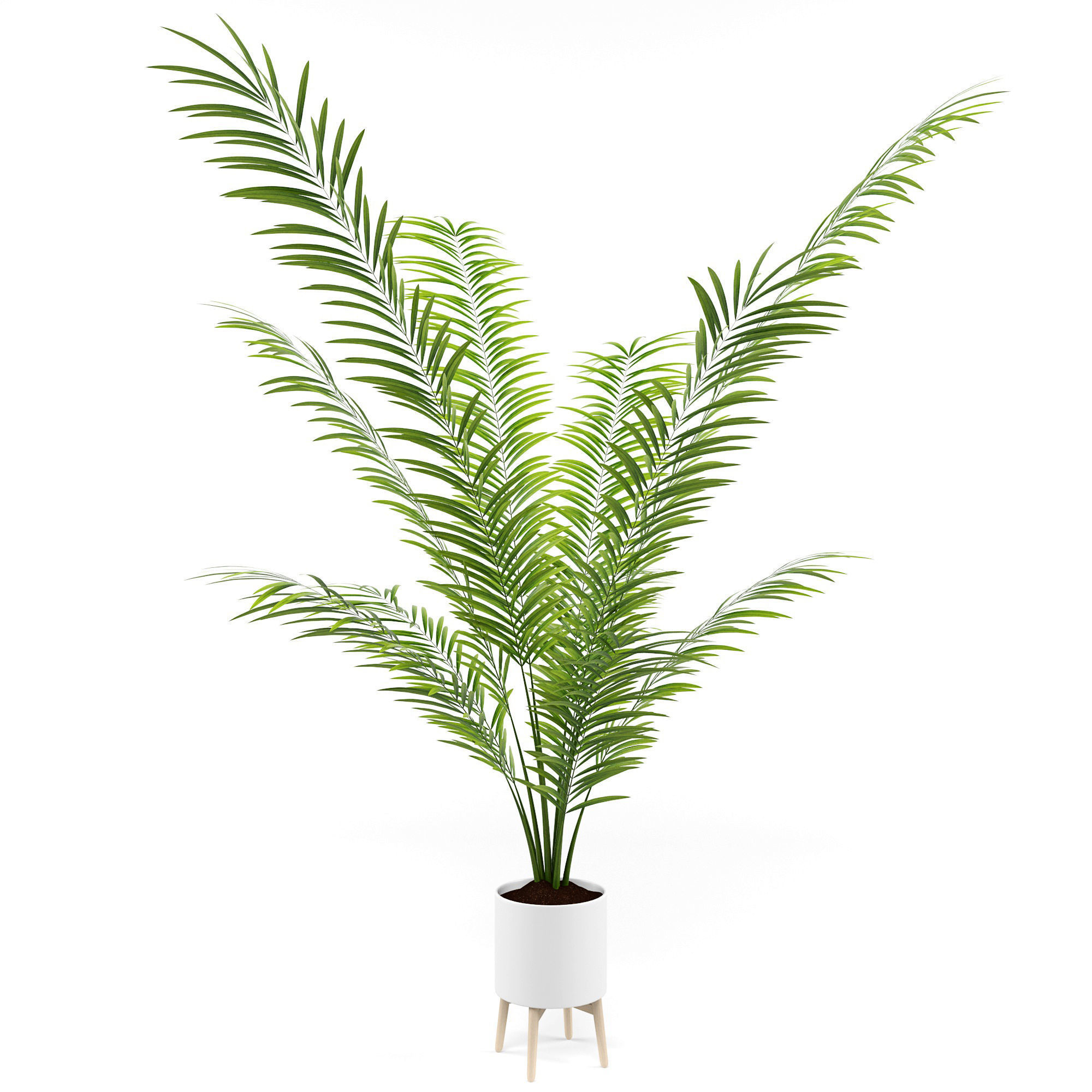 House plant 3  3D model_3