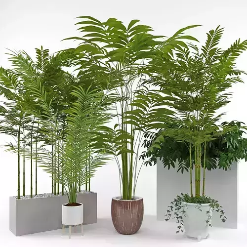 House plant 3  3D model