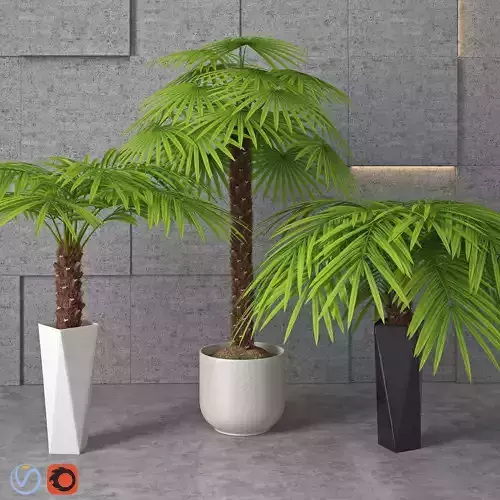 Houseplant 5 palm tree in pot 3D model