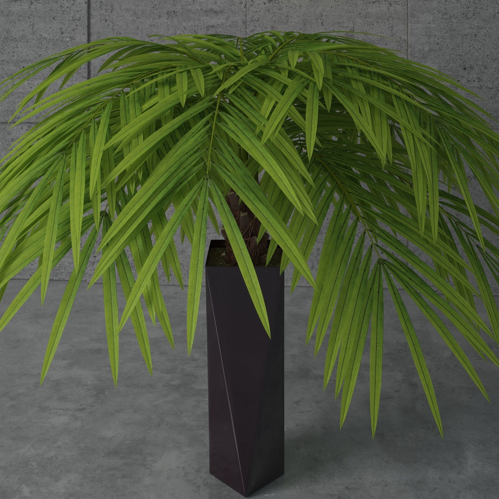Houseplant 5 palm tree in pot 3D model_4