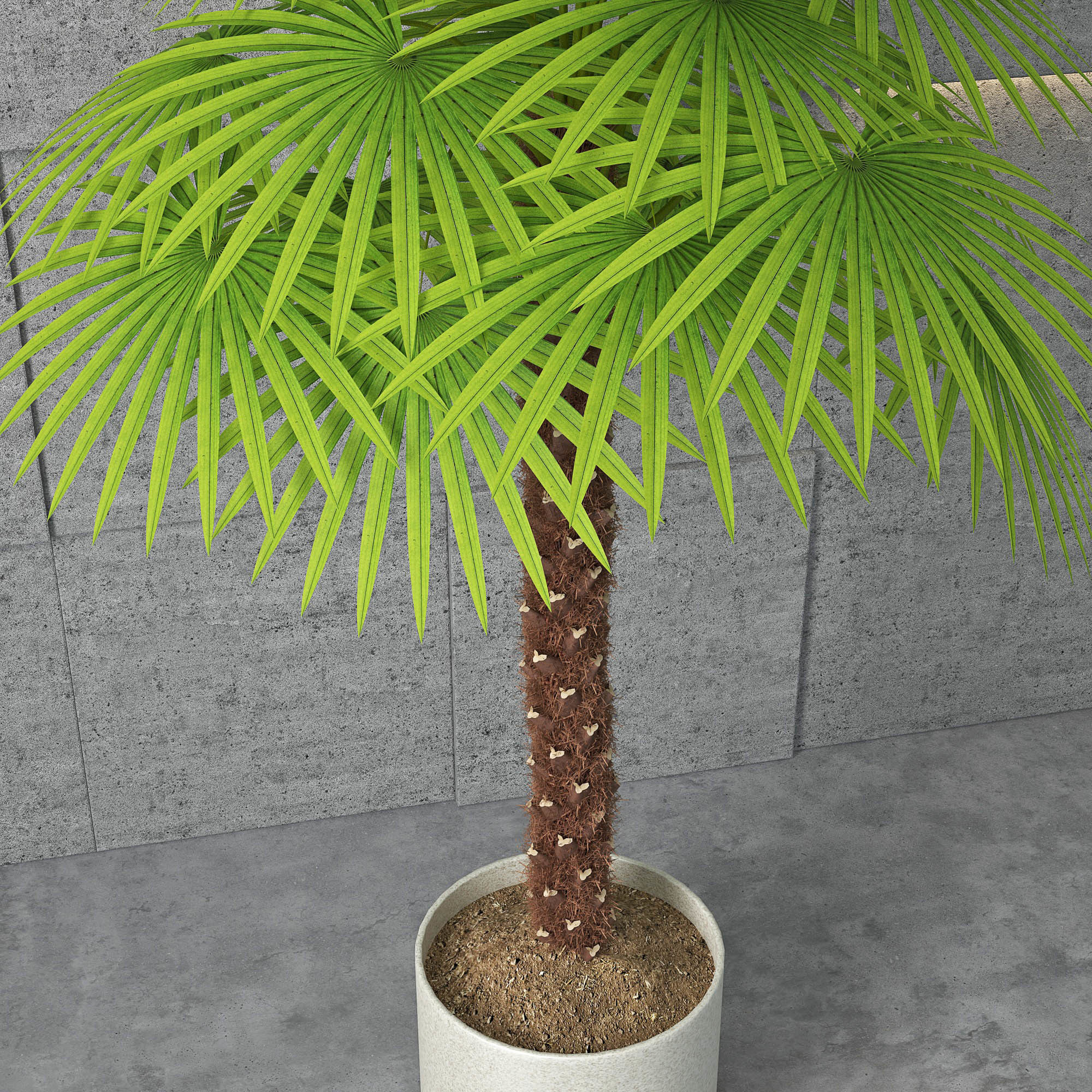 Houseplant 5 palm tree in pot 3D model_1