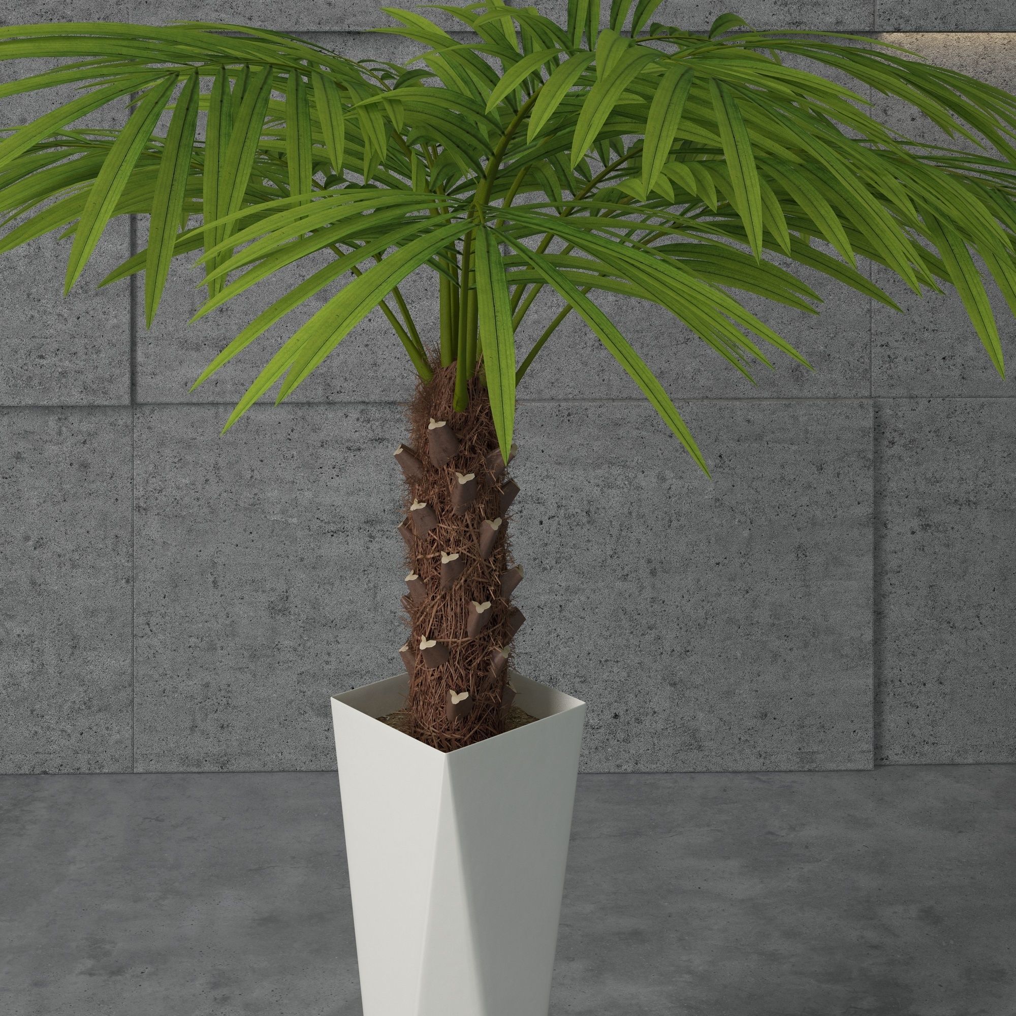 Houseplant 5 palm tree in pot 3D model_3