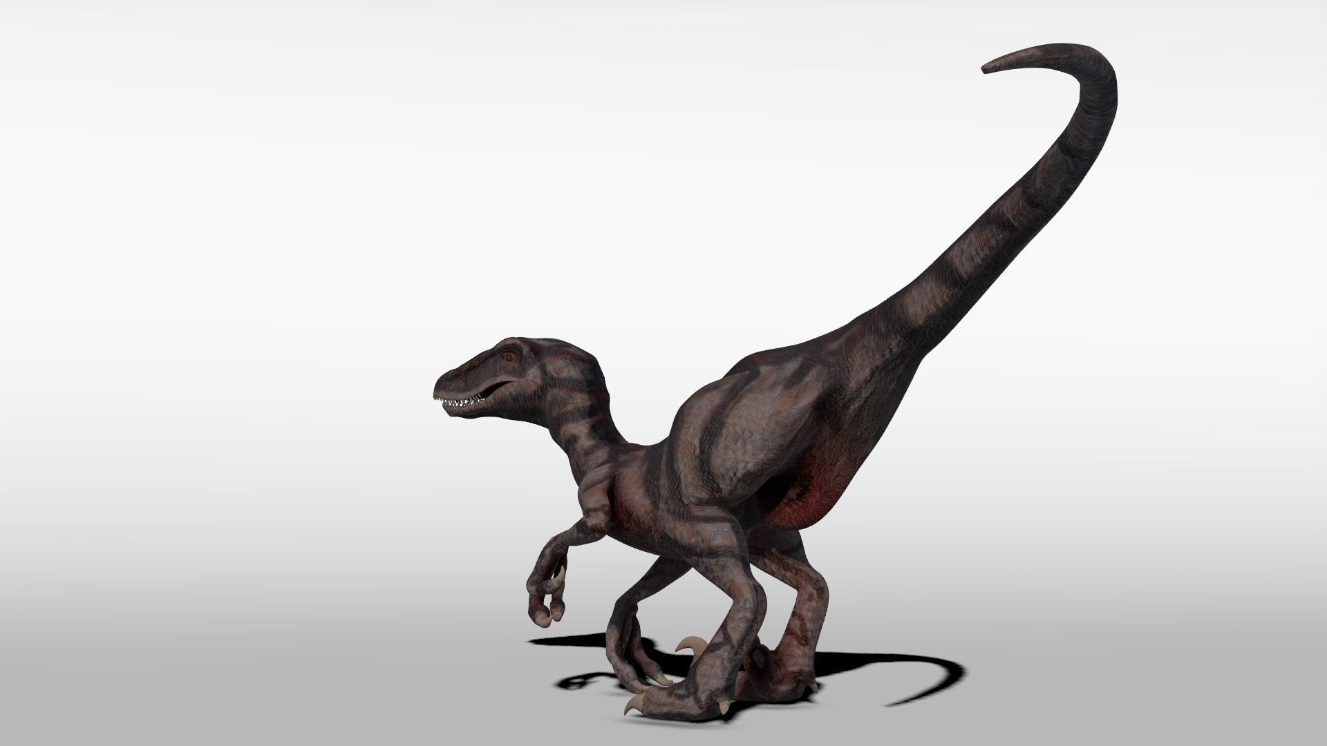 Velociraptor - Game Ready dinosaur Low-poly 3D model_4