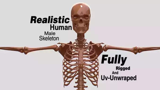 Human Male Skeleton Realistic 3D model