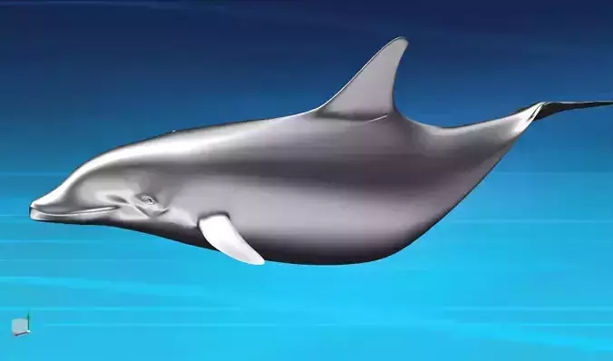 dolfine-fish-animal-seafish-sea dolphin