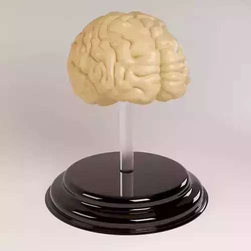Decorate Brains 3D model