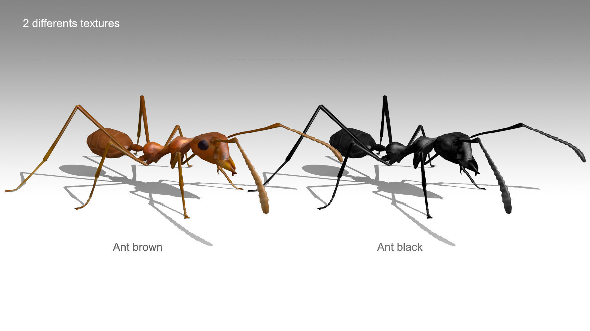 Weaver Ant Low-poly 3D model_12
