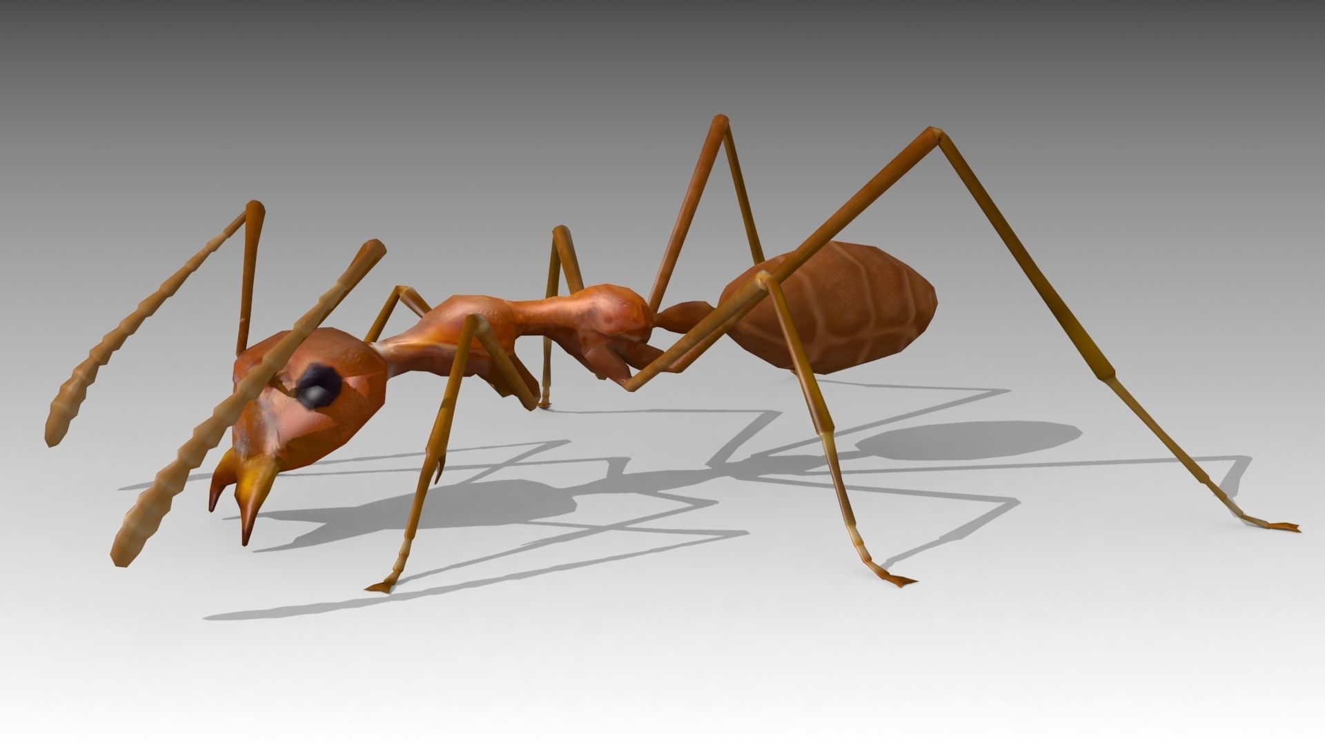 Weaver Ant Low-poly 3D model_2