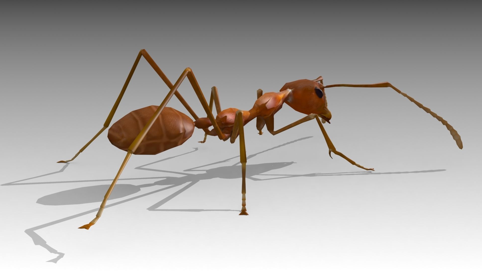 Weaver Ant Low-poly 3D model_5