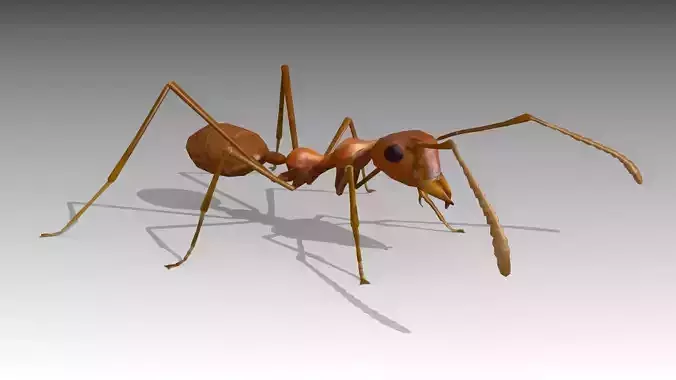 Weaver Ant Low-poly 3D model