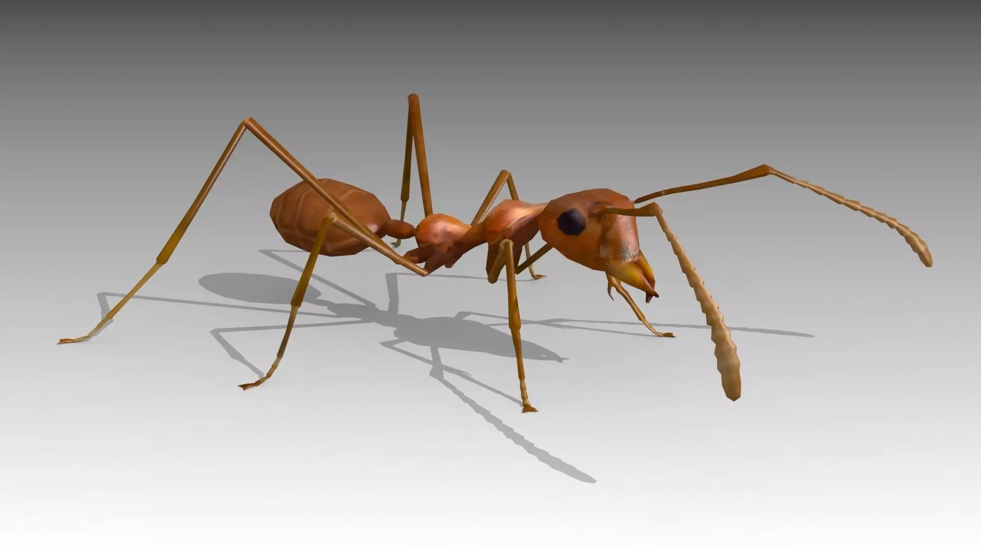 Weaver Ant Low-poly 3D model_0