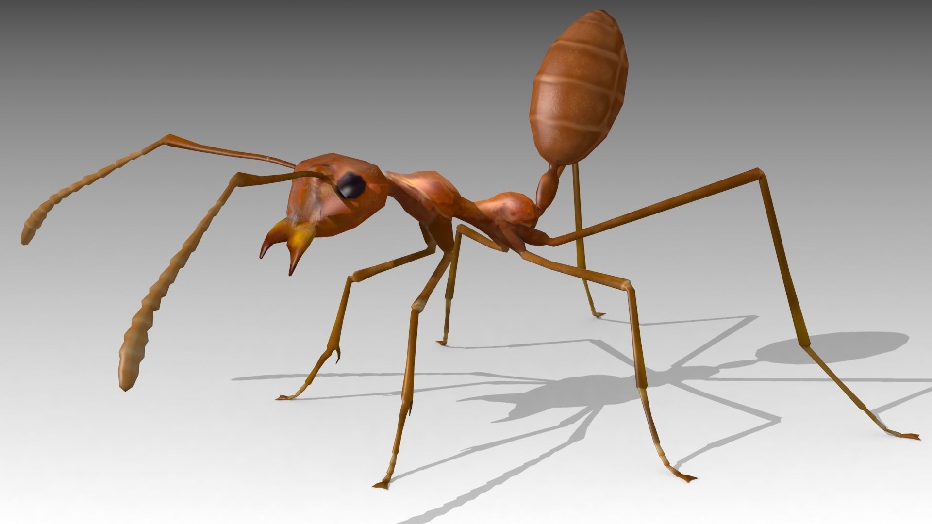 Weaver Ant Low-poly 3D model_4