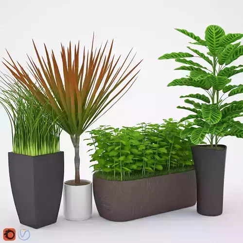 Houseplant 7 plant in pot 3D model