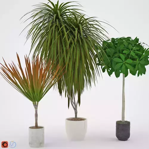 Houseplant 8 palm tree in pot 3D model