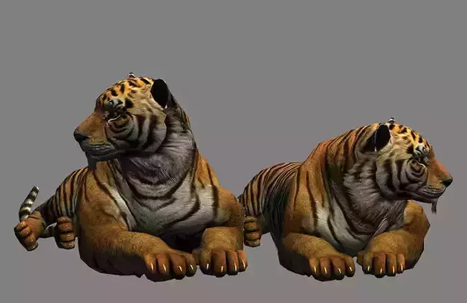 big tiger