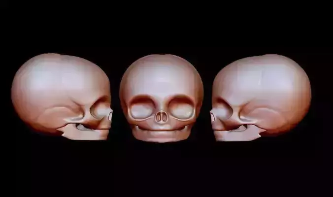 A baby basic head Skeleton 3D print model
