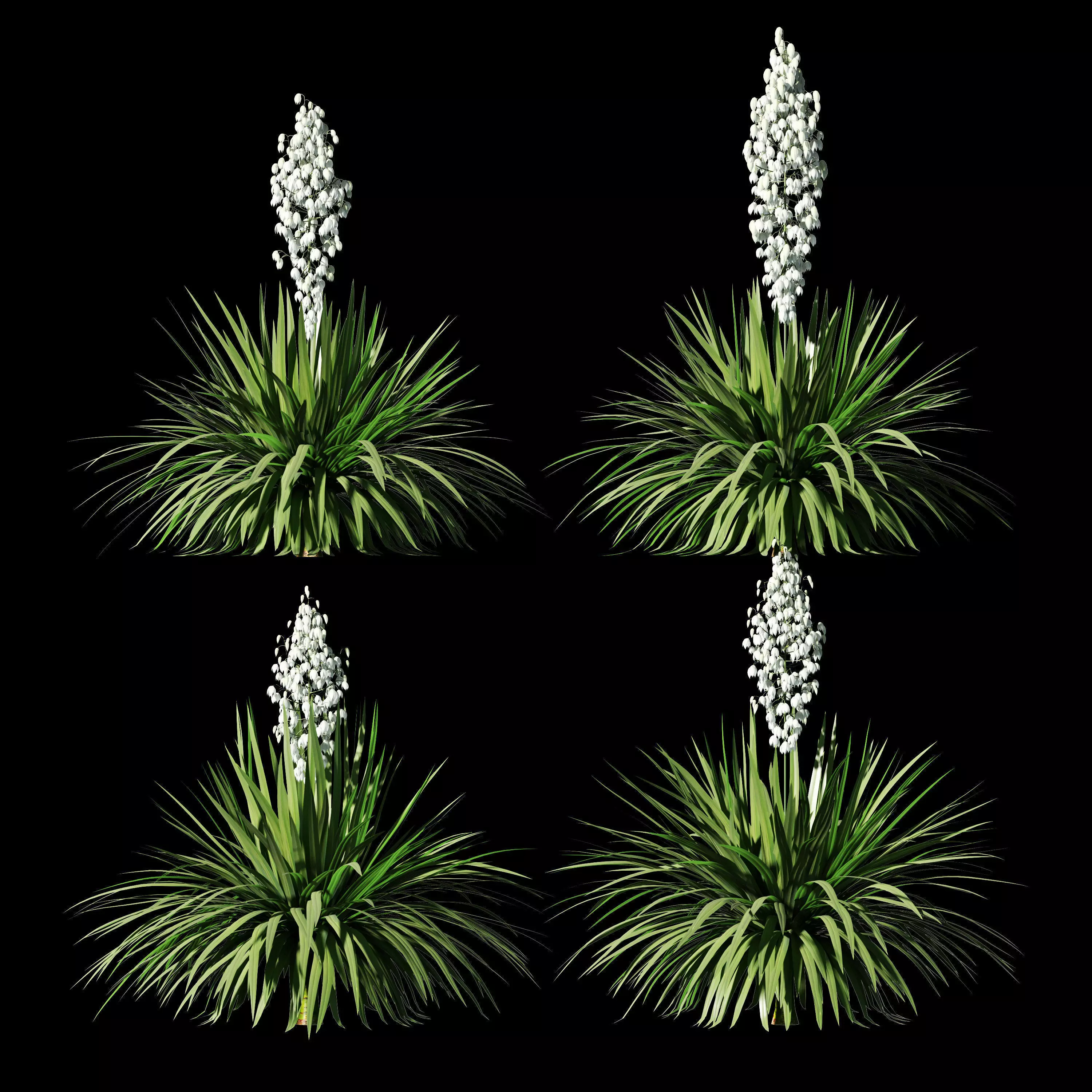 Blossoming yucca 4 models 3D model