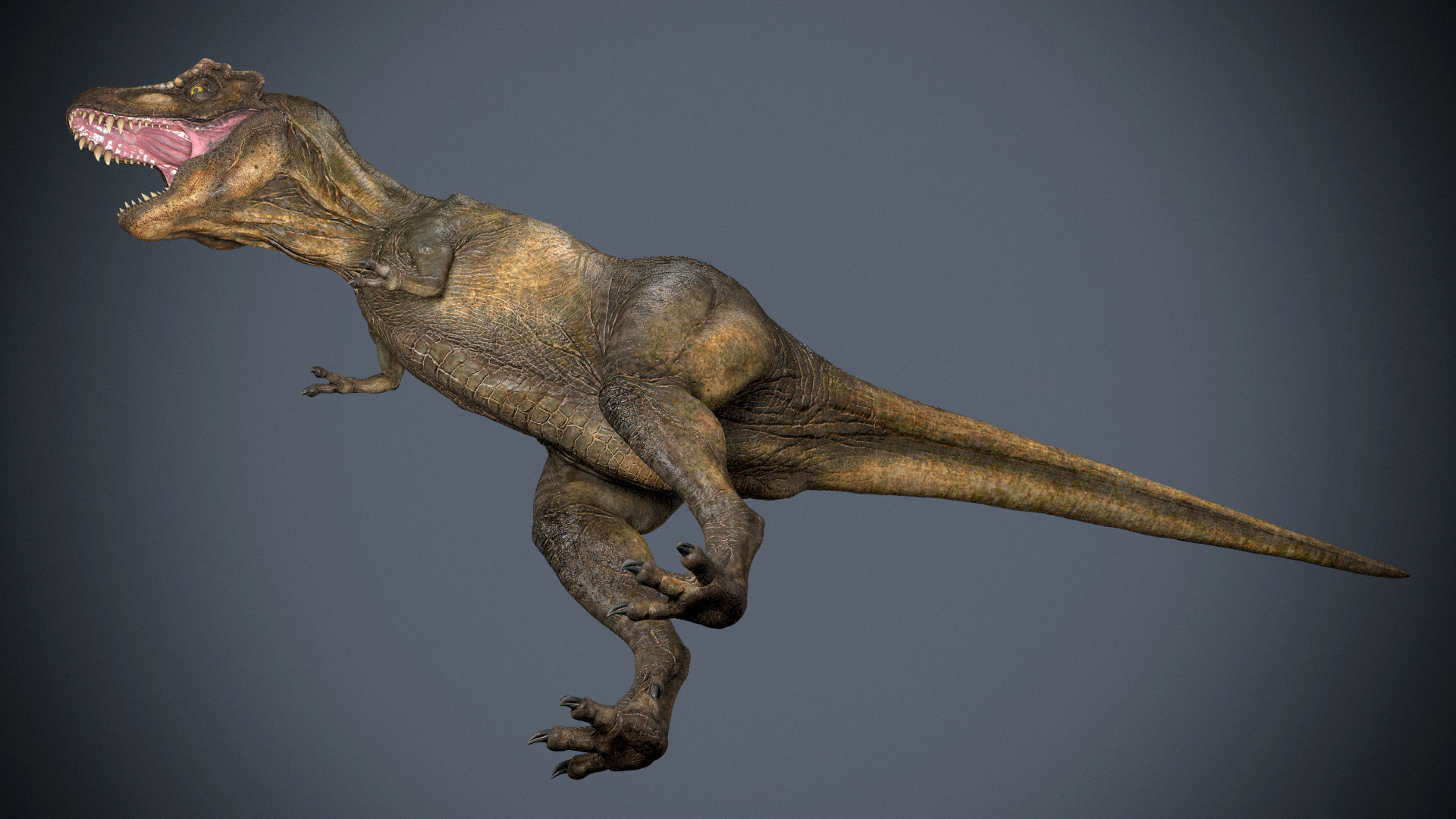 Tyrannosaurus Rex-Animations 3D model_6