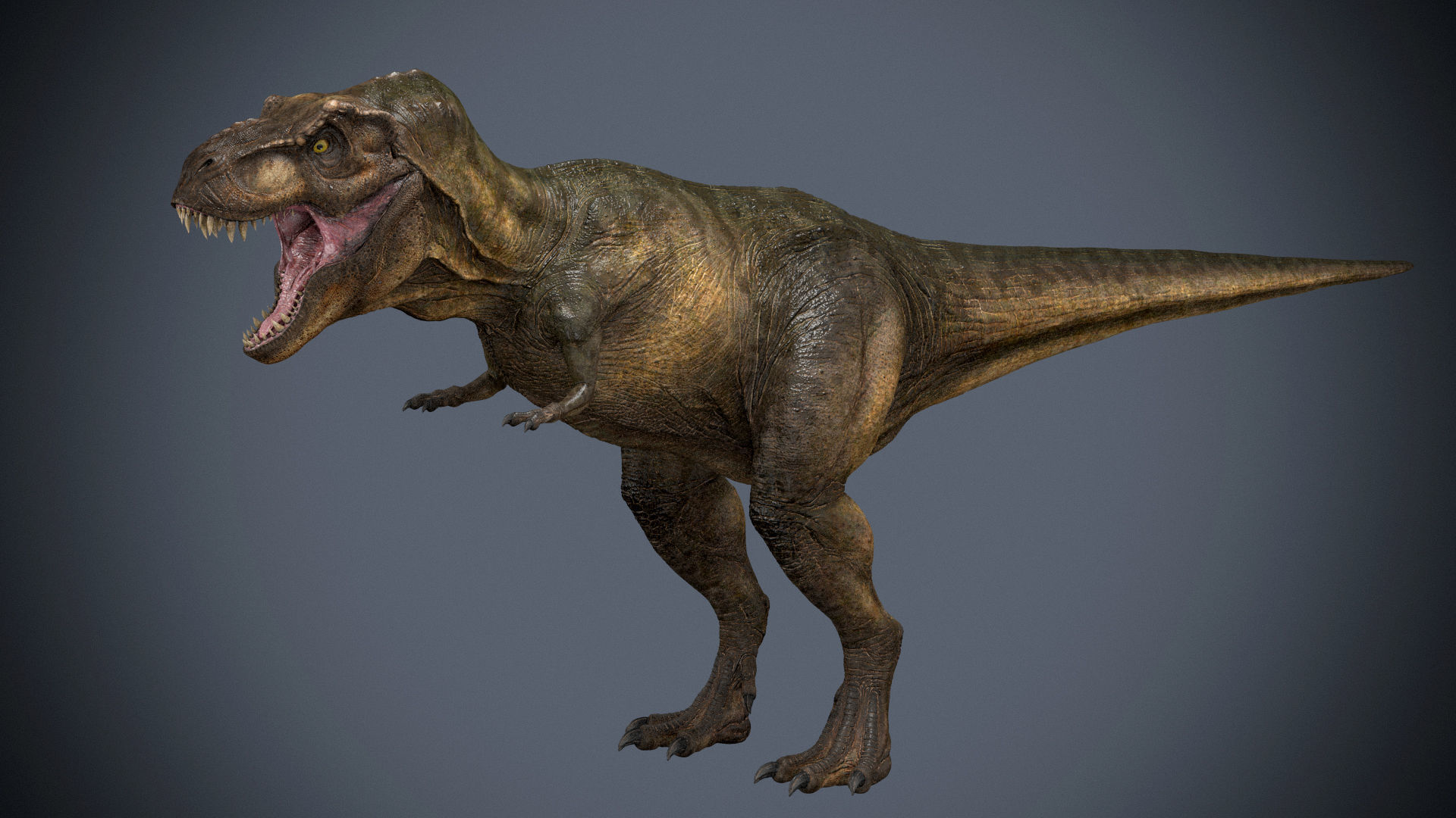 Tyrannosaurus Rex-Animations 3D model_3
