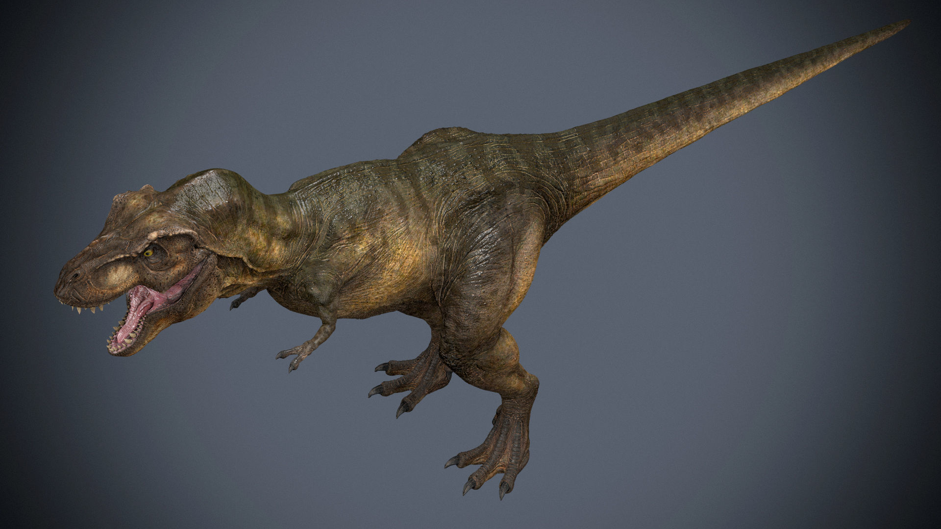 Tyrannosaurus Rex-Animations 3D model_2
