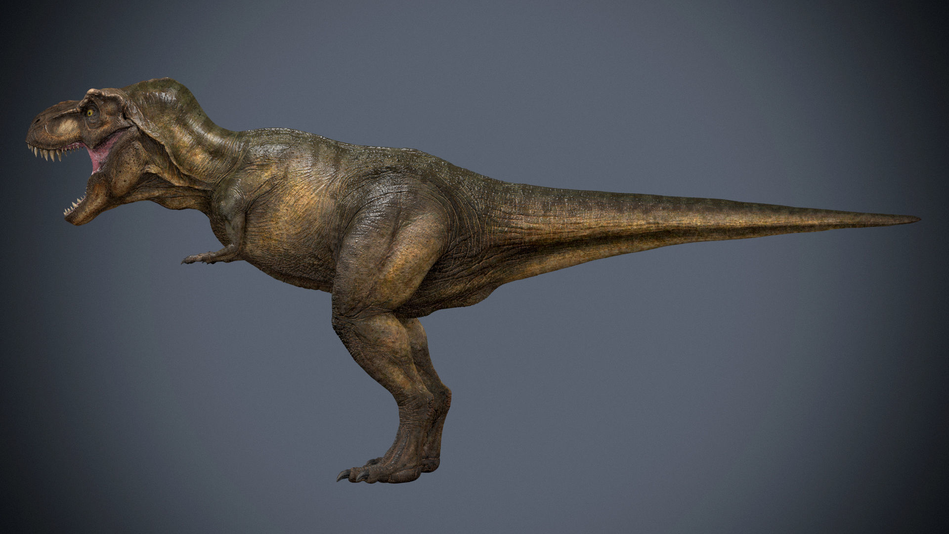 Tyrannosaurus Rex-Animations 3D model_4
