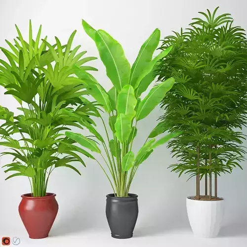 Houseplant 14 3D model