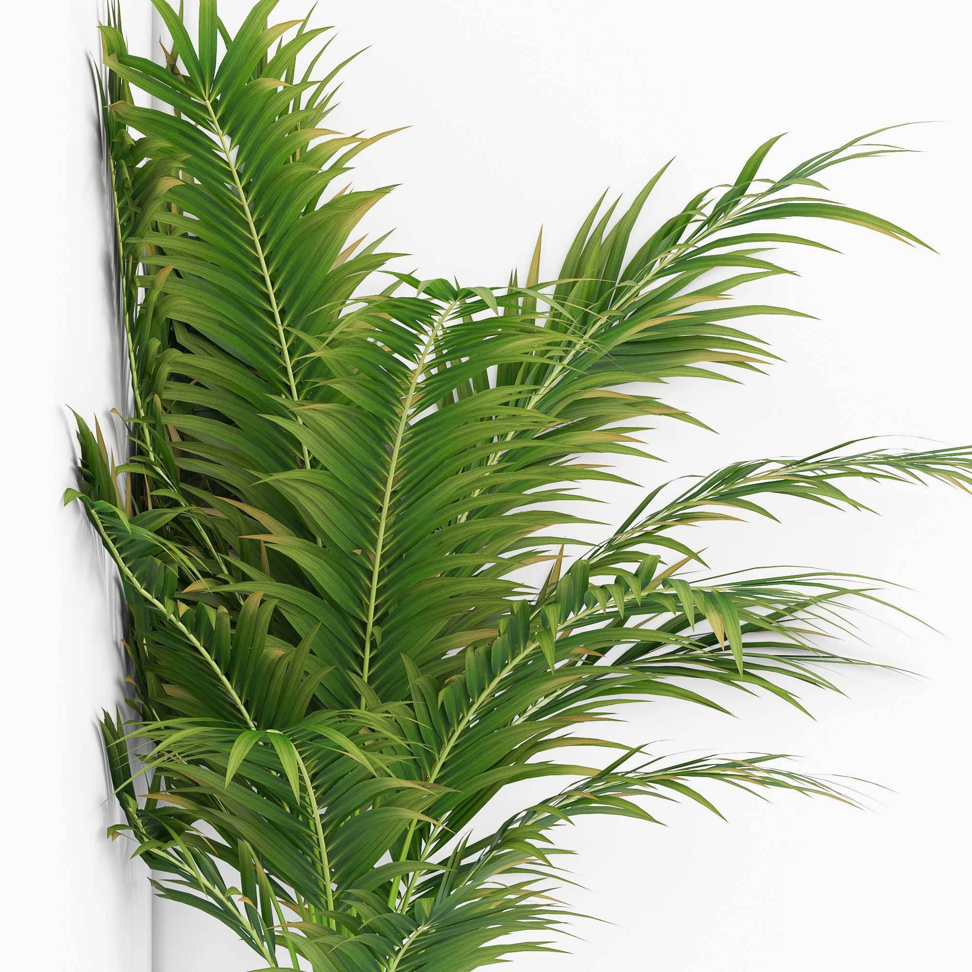 Houseplant 16 3D model_2