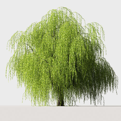 Tree Willow 3D model