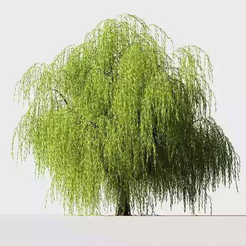 Tree Willow 3D model