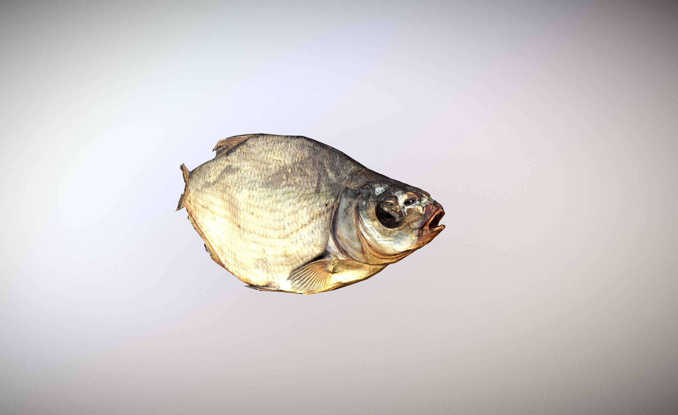 photorealistic dried salty fish scan Low-poly 3D model_3