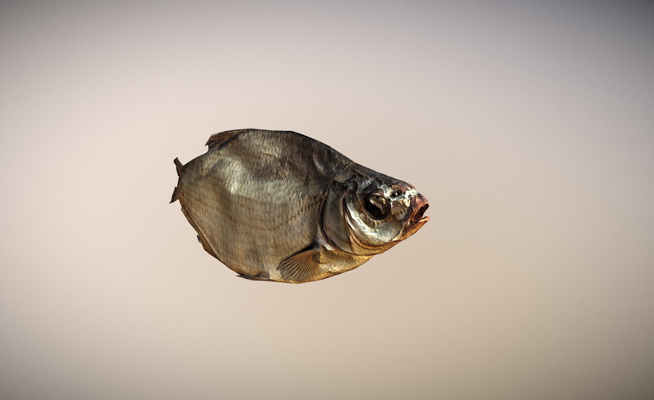 photorealistic dried salty fish scan Low-poly 3D model_4