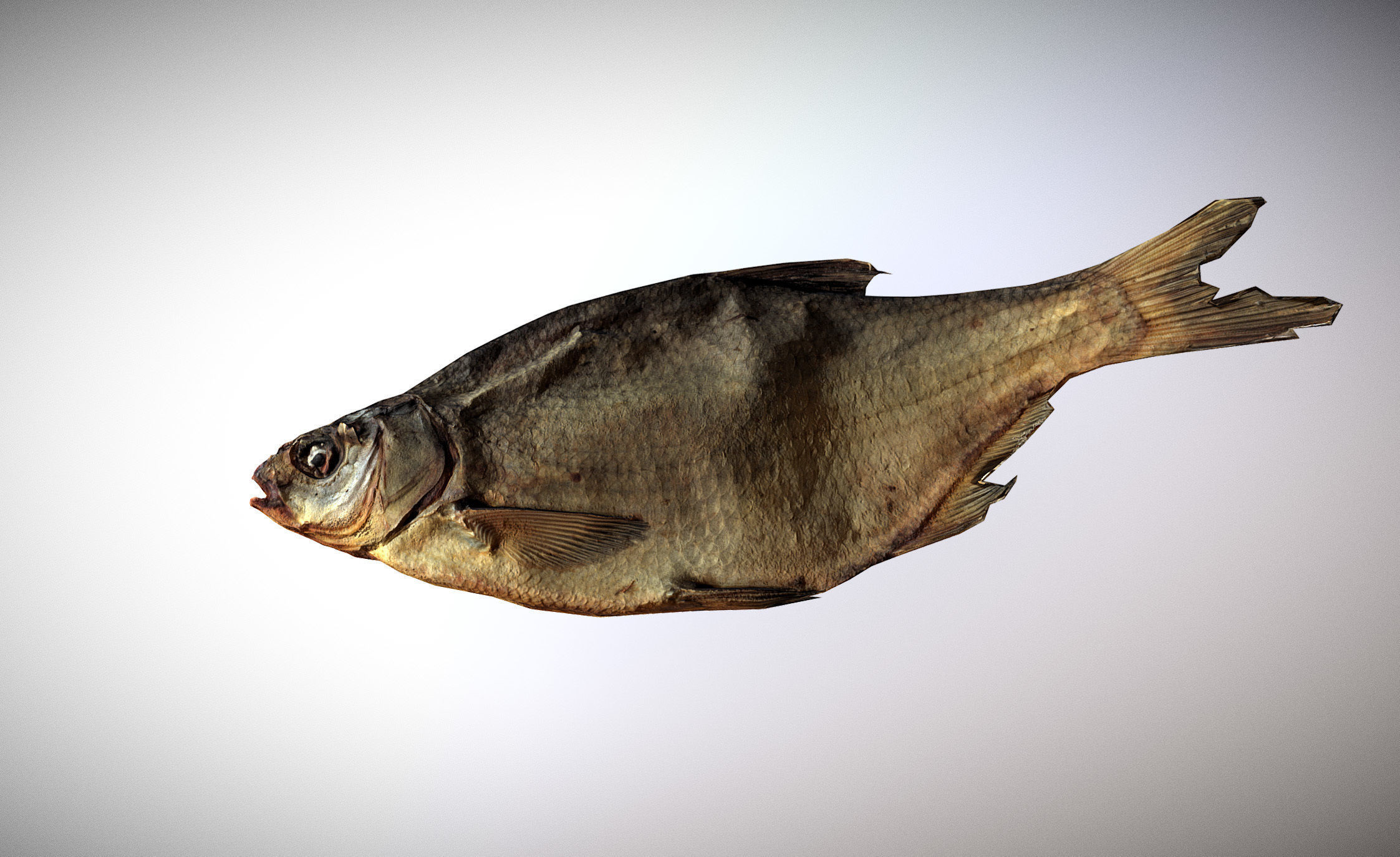 photorealistic dried salty fish scan Low-poly 3D model_7
