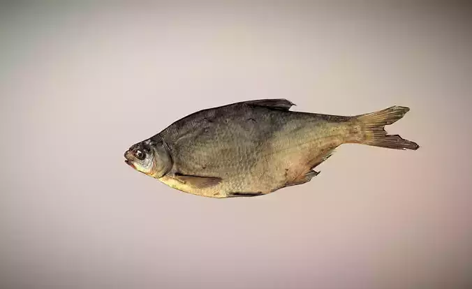 photorealistic dried salty fish scan Low-poly 3D model