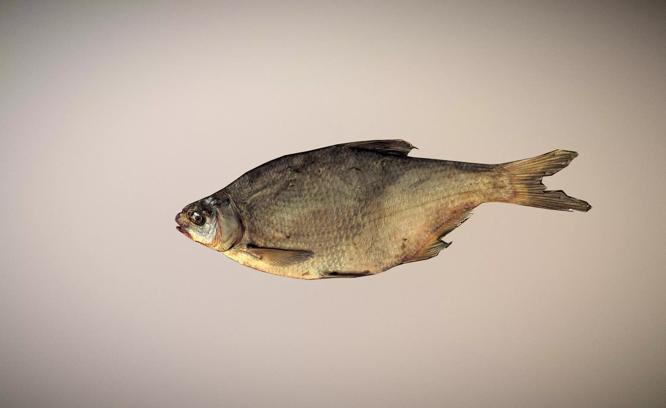 photorealistic dried salty fish scan Low-poly 3D model_0