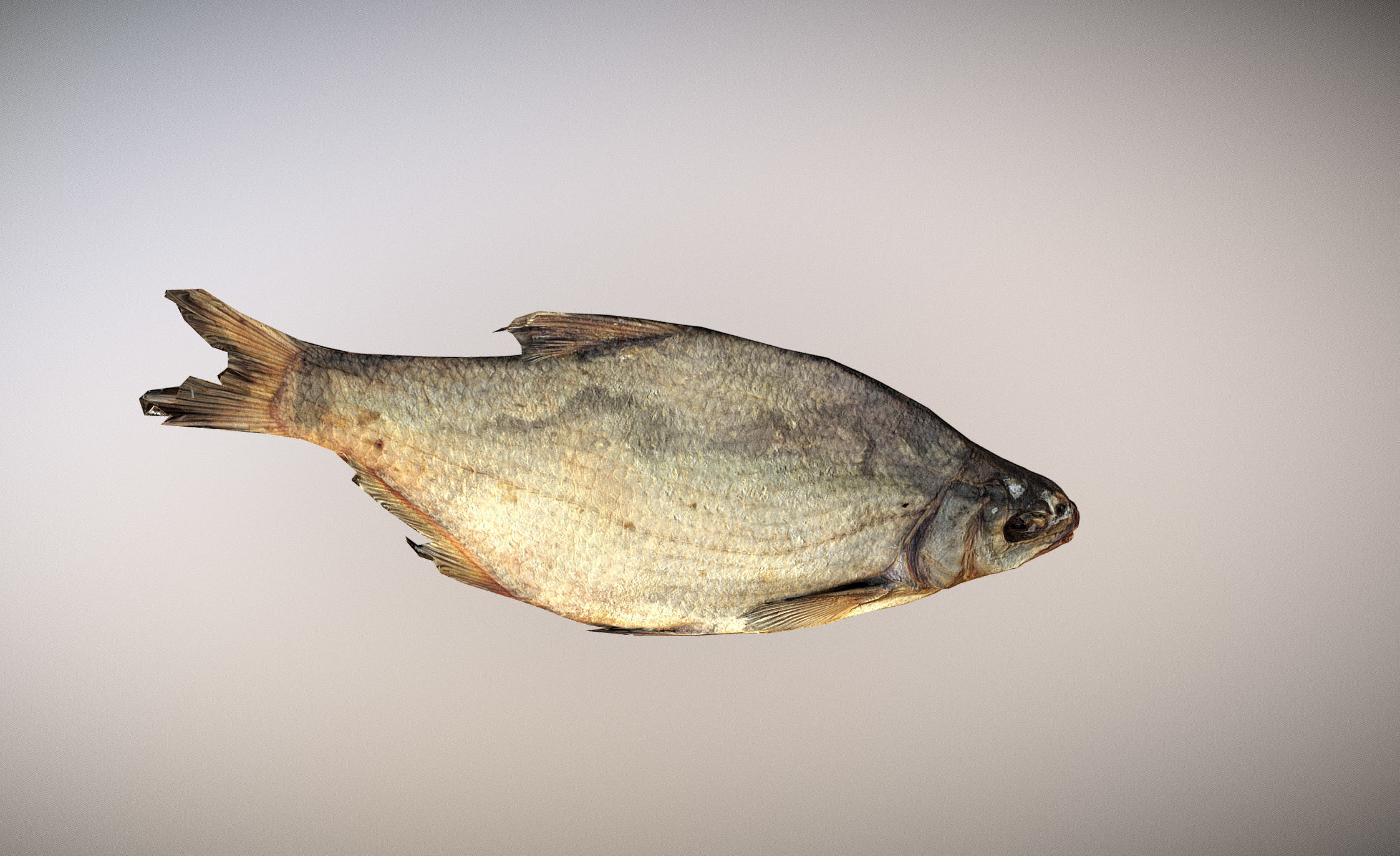 photorealistic dried salty fish scan Low-poly 3D model_2