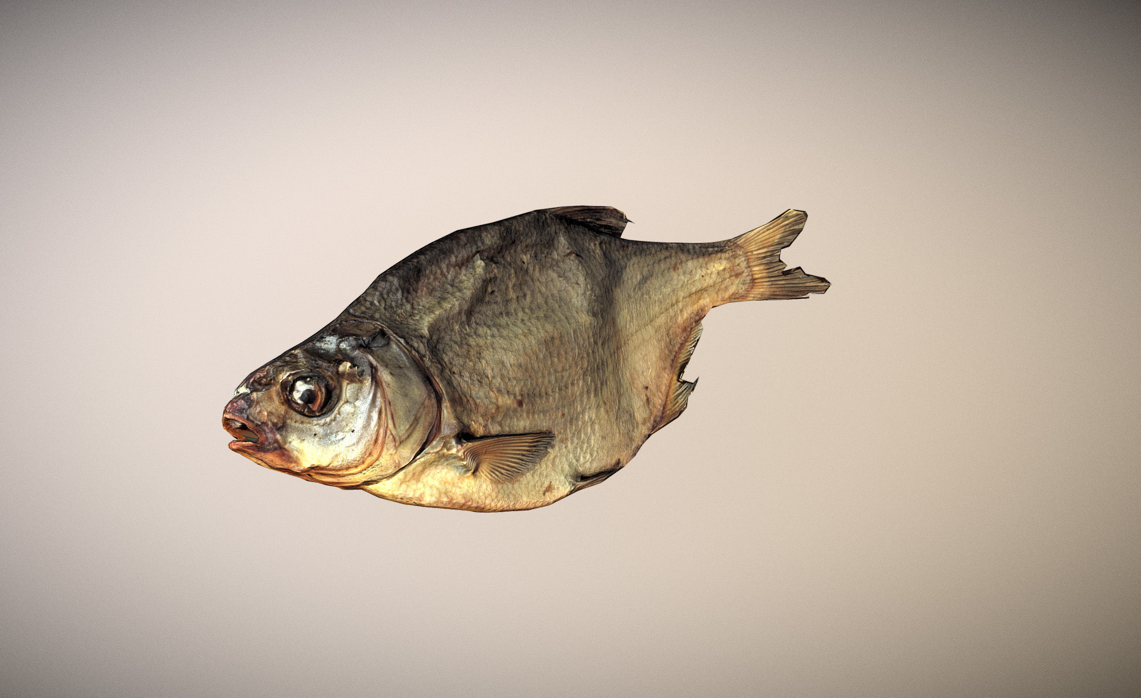photorealistic dried salty fish scan Low-poly 3D model_6