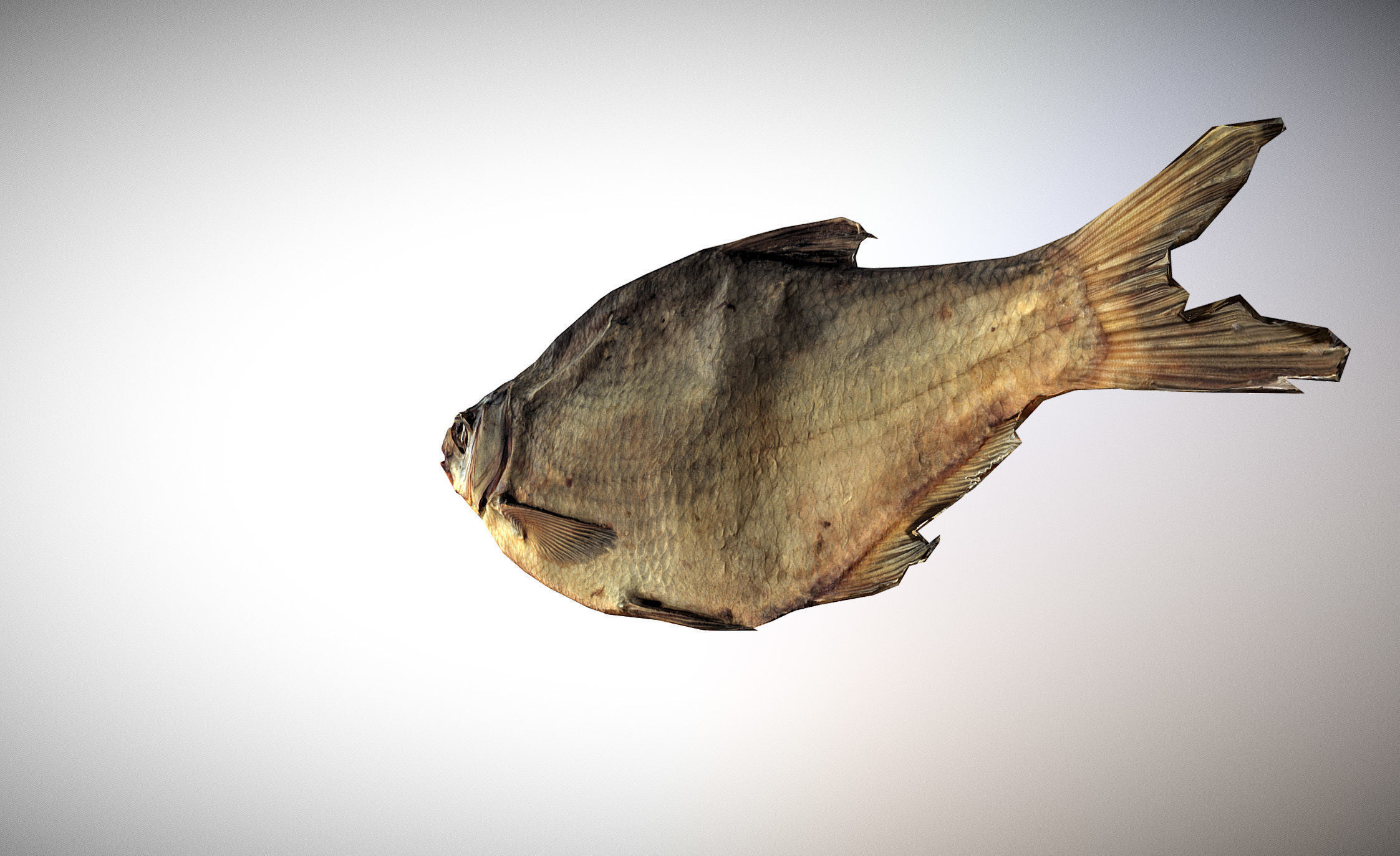 photorealistic dried salty fish scan Low-poly 3D model_8