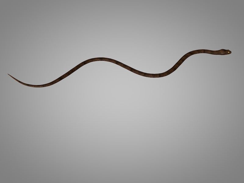 Snake Cobra Low-poly 3D model_1