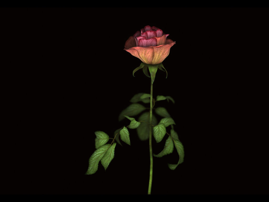 Roses rose 3D model_4