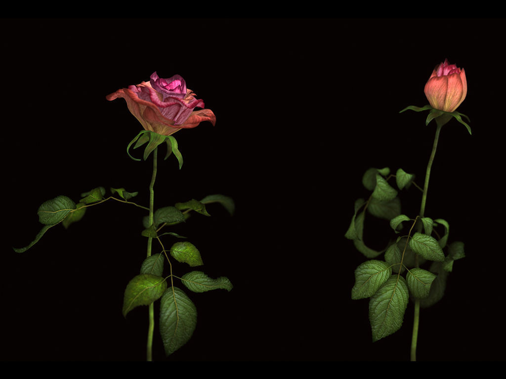 Roses rose 3D model_1