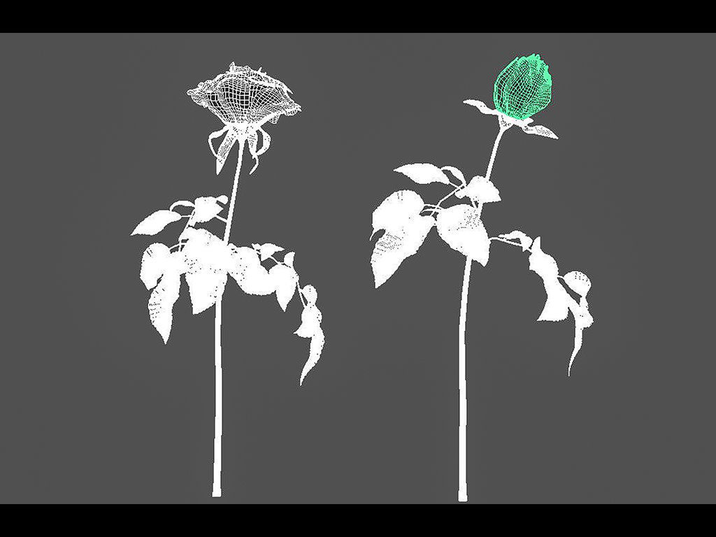 Roses rose 3D model_10